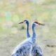 A Pair of Sandhill Cranes Are a Beautiful Sight