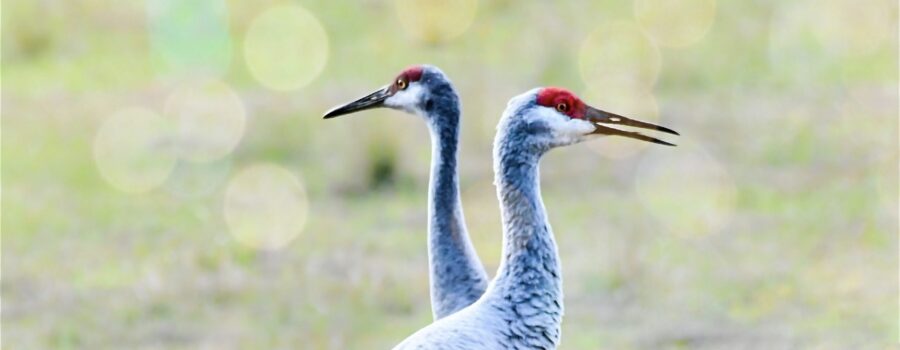 A pair of sandhill cranes stand side by side looking in opposite directions forming an X with their bodies.