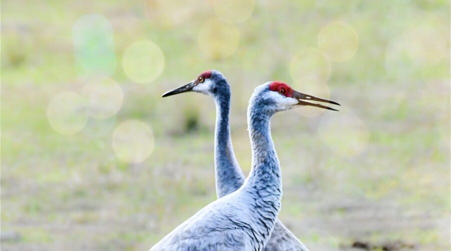 A pair of sandhill cranes stand side by side looking in opposite directions forming an X with their bodies.