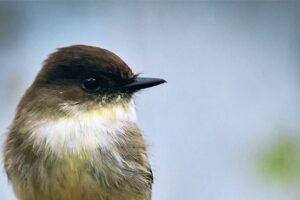 An eastern phoebe perches watchfully on a small sapling snag.