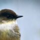Eastern Phoebes are Beautiful with Their Simple Markings
