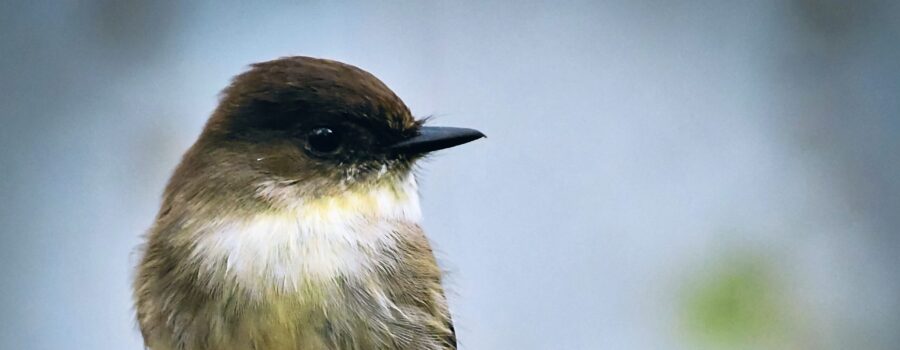 An eastern phoebe perches watchfully on a small sapling snag.