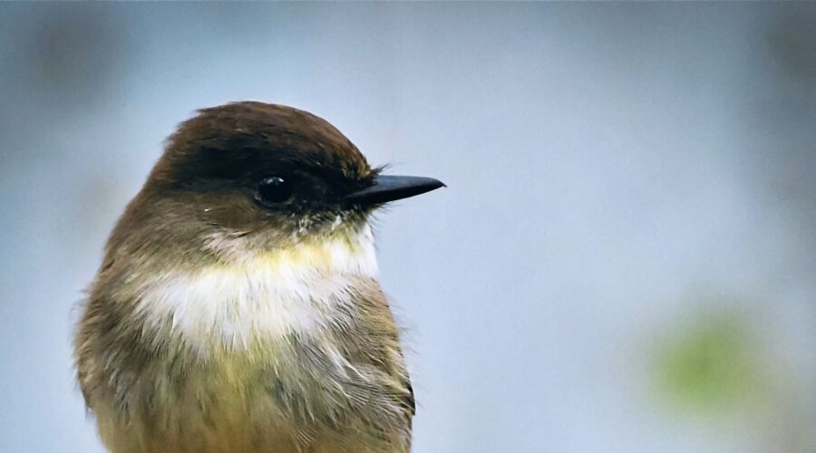 An eastern phoebe perches watchfully on a small sapling snag.
