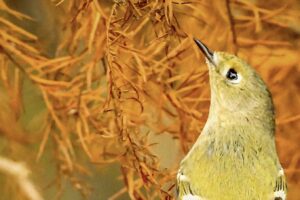 A ruby crowned kinglet reaches for a tidbit that’s just above its head.