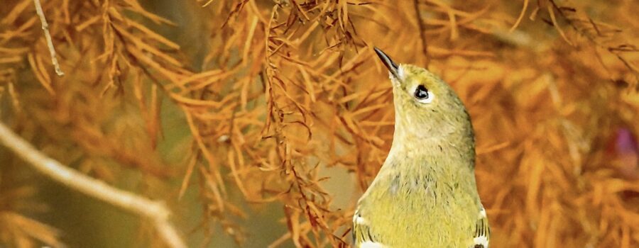 A ruby crowned kinglet reaches for a tidbit that’s just above its head.