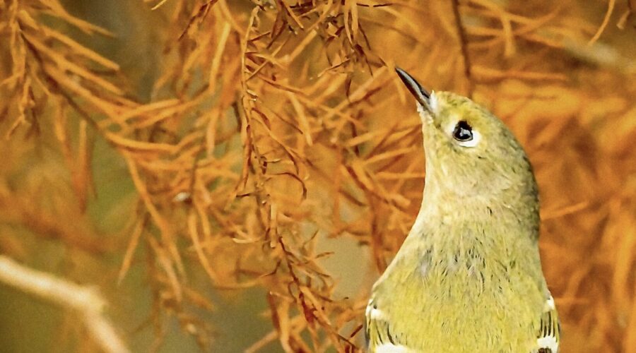 A ruby crowned kinglet reaches for a tidbit that’s just above its head.
