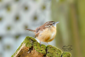 A Carolina wren perches in the open and looks over his territory.