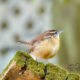 Carolina Wrens May be Little, but They are Tough