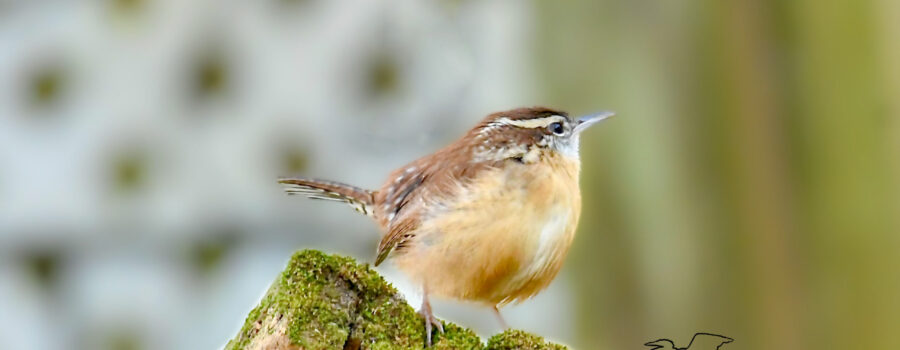 A Carolina wren perches in the open and looks over his territory.