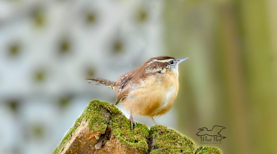 A Carolina wren perches in the open and looks over his territory.
