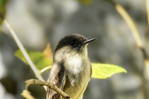 An eastern phoebe perches calmly in the brush on a sunny morning.