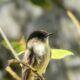 The Eastern Phoebe is Another Interesting Winter Bird