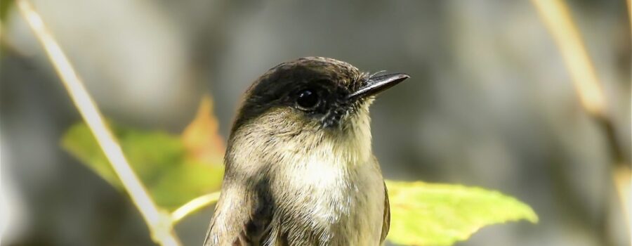 An eastern phoebe perches calmly in the brush on a sunny morning.