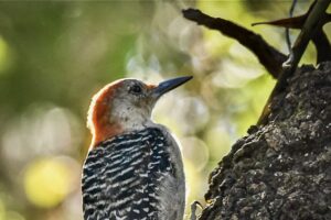 A red bellied woodpecker climbs a tree in the early morning sunlight resulting in a glow surrounding the bird.