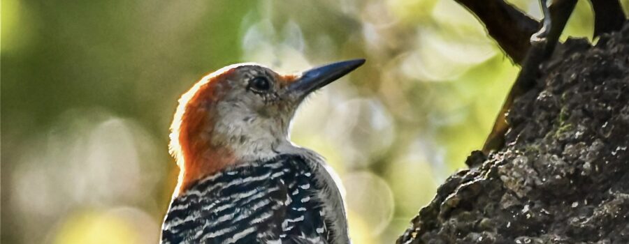 A red bellied woodpecker climbs a tree in the early morning sunlight resulting in a glow surrounding the bird.