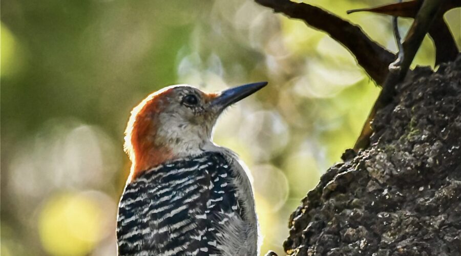 A red bellied woodpecker climbs a tree in the early morning sunlight resulting in a glow surrounding the bird.