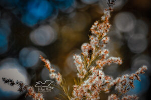 The seeds of dog fennel plants are light and fluffy so that they will float on the wind to sprout in new areas.