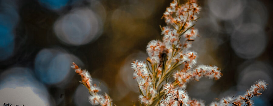 The seeds of dog fennel plants are light and fluffy so that they will float on the wind to sprout in new areas.
