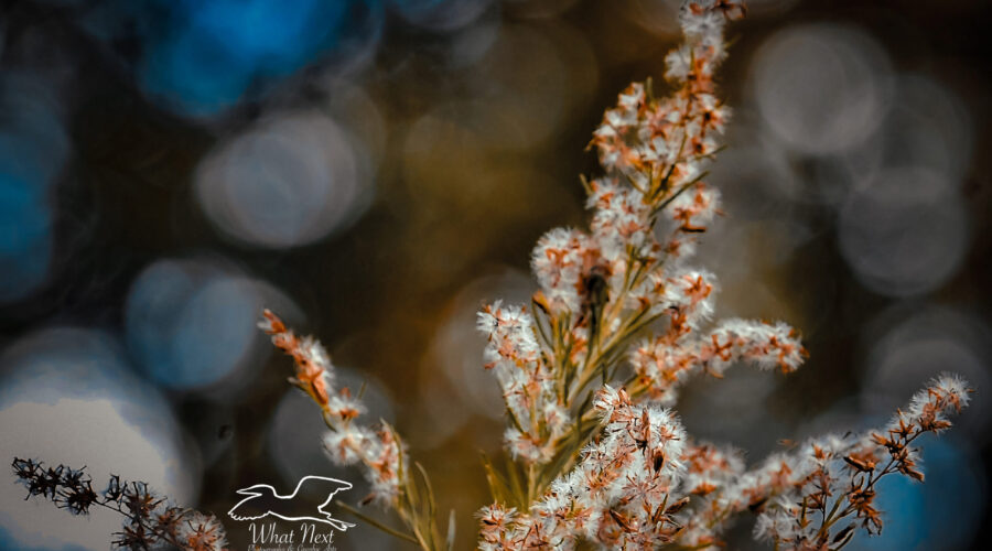 The seeds of dog fennel plants are light and fluffy so that they will float on the wind to sprout in new areas.