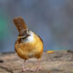 Carolina Wrens are One of Our Cutest Little Songbirds