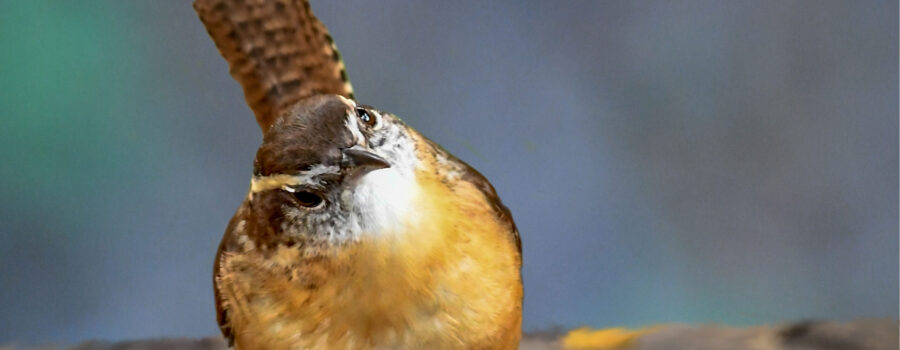 A Carolina wren cocks it’s head in curiosity as it looks off into the distance.