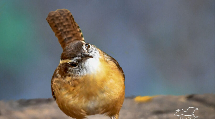 A Carolina wren cocks it’s head in curiosity as it looks off into the distance.