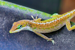 A green anole that is in the process of changing color has mostly brownish color overall, but spots of green are still present.