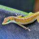 Green Anoles are Fascinating When They Change Colors