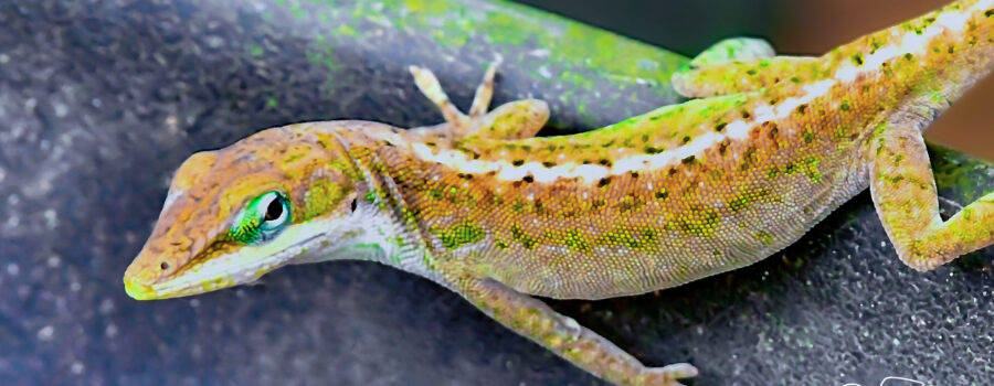 A green anole that is in the process of changing color has mostly brownish color overall, but spots of green are still present.