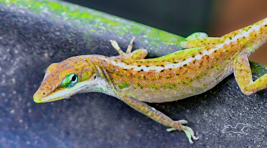 A green anole that is in the process of changing color has mostly brownish color overall, but spots of green are still present.