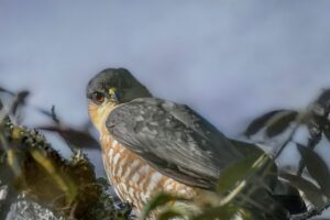 A Cooper’s hawk has a very intense stare that looks a lot like an angry glare.