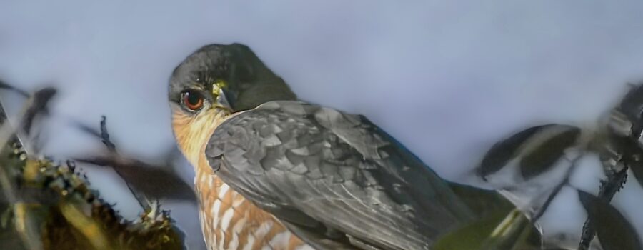 A Cooper’s hawk has a very intense stare that looks a lot like an angry glare.