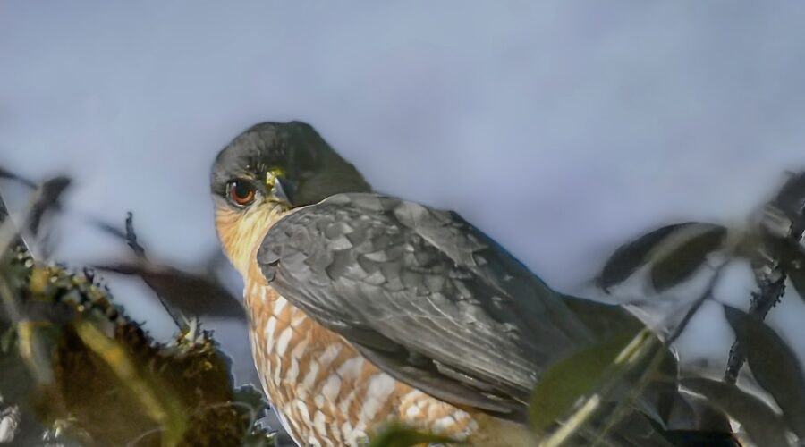 A Cooper’s hawk has a very intense stare that looks a lot like an angry glare.