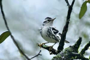 A female black and white warbler perches momentarily or a rainy afternoon.