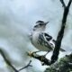 Black and White Warblers are Beautiful