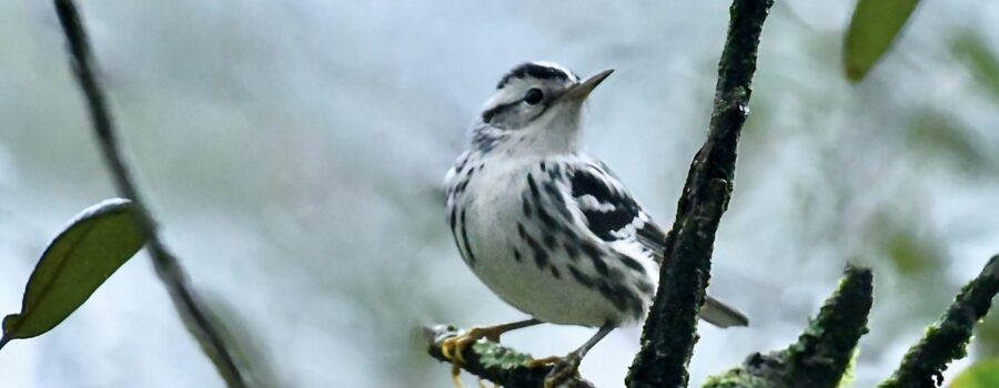 A female black and white warbler perches momentarily or a rainy afternoon.