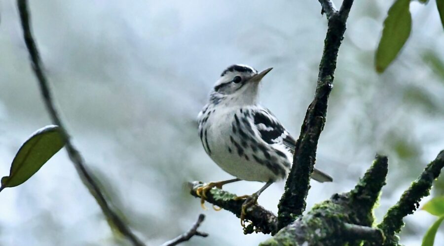 A female black and white warbler perches momentarily or a rainy afternoon.