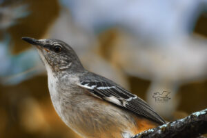 Northern mockingbirds can be very comical birds and mock many sounds.