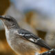 Amazing Northern Mockingbirds Can be Very Entertaining and Fun