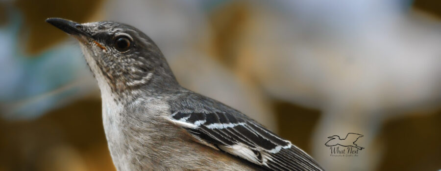Northern mockingbirds can be very comical birds and mock many sounds.