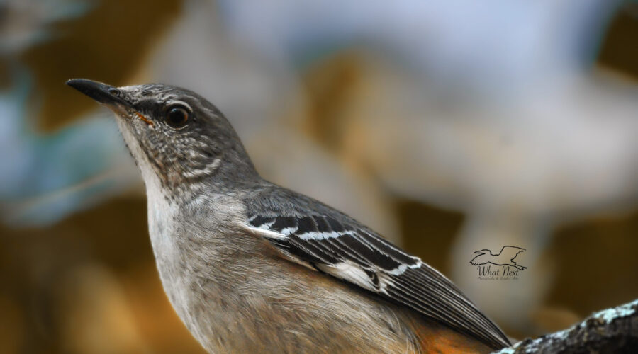 Northern mockingbirds can be very comical birds and mock many sounds.