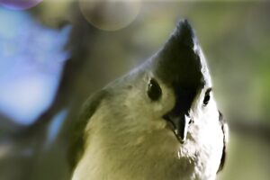 A tufted titmouse holds its food with its feet.