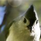 The Beautiful Tufted Titmouse is a Grab and Go Eater