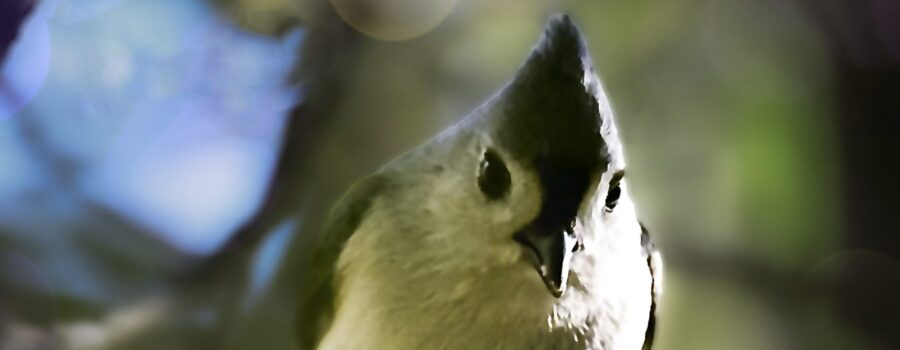 A tufted titmouse holds its food with its feet.