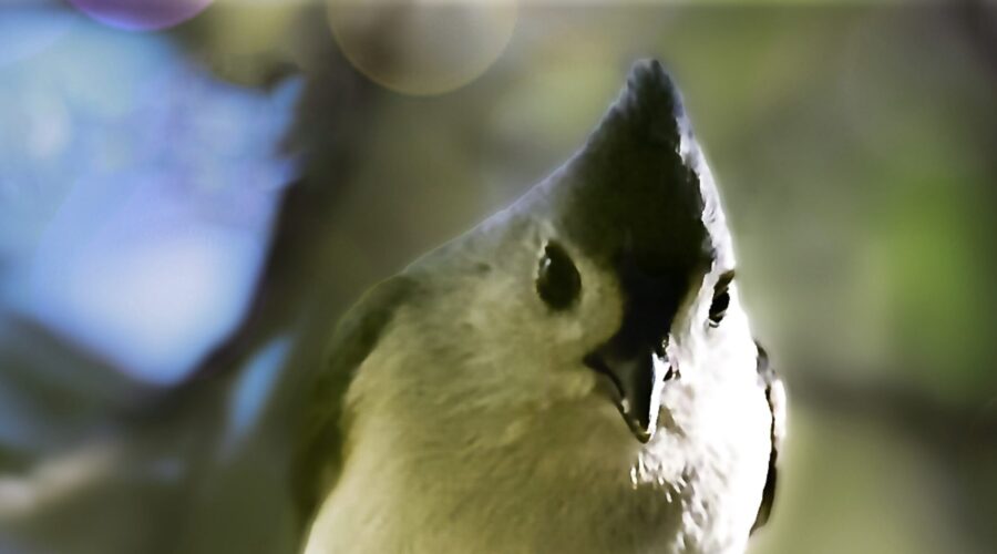 A tufted titmouse holds its food with its feet.
