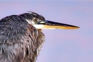 A great blue heron perches on a dock pylon, its chosen roosting spot for the night.
