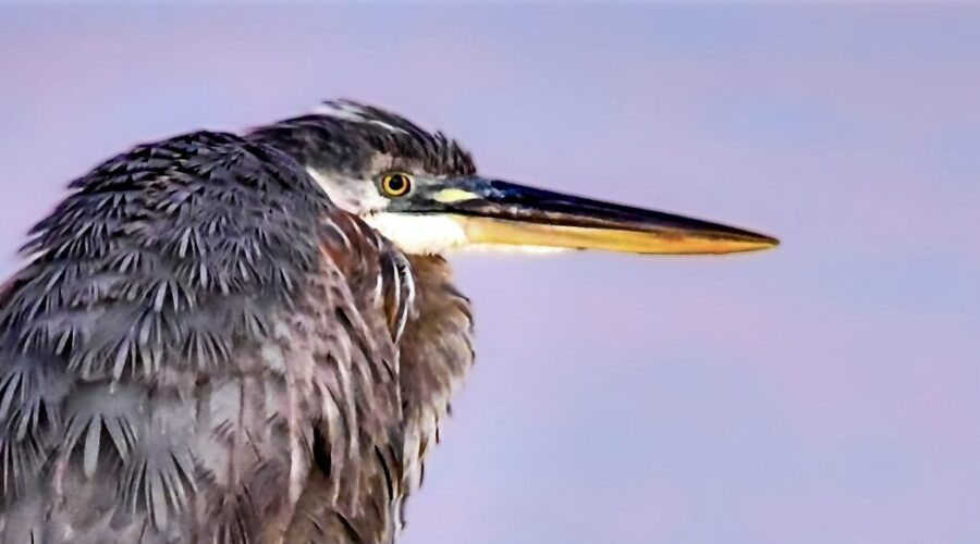 A great blue heron perches on a dock pylon, its chosen roosting spot for the night.