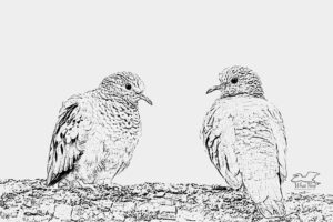 A pair of common ground doves look at each other lovingly while perched on a tree branch.