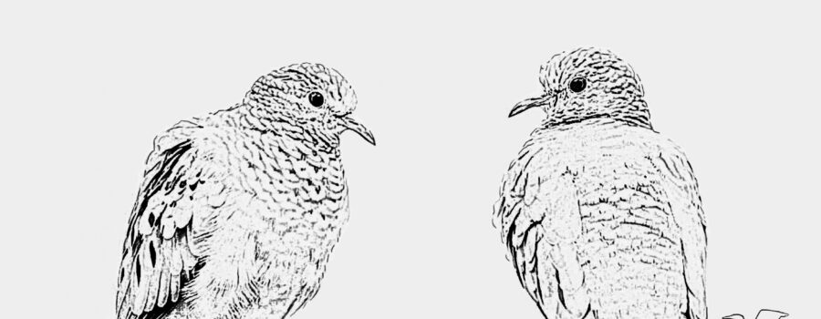 A pair of common ground doves look at each other lovingly while perched on a tree branch.