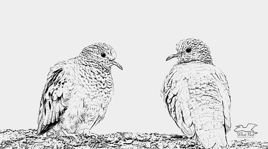 A pair of common ground doves look at each other lovingly while perched on a tree branch.